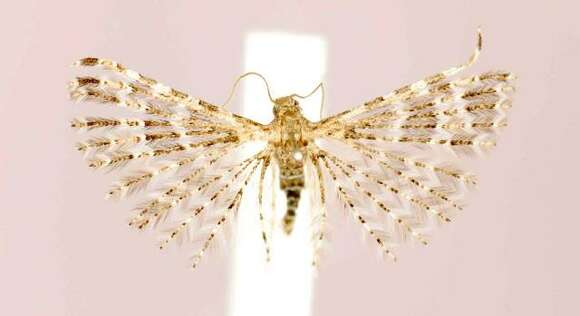 Image of Montana Six-plume Moth