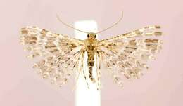 Image of Montana Six-plume Moth