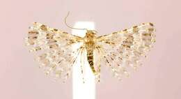 Image of Montana Six-plume Moth