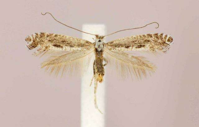 Image of Parornix