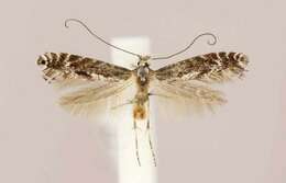 Image of Parornix arbutifoliella (Dietz 1907)