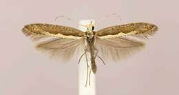 صورة Plutella xylostella Linnaeus 1767