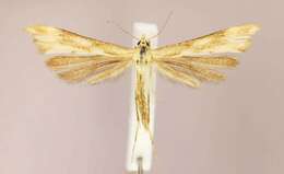 Gillmeria pallidactyla (Haworth 1811) resmi