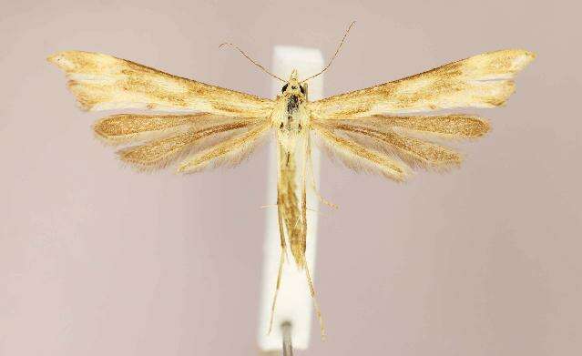 Gillmeria pallidactyla (Haworth 1811) resmi