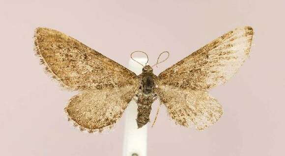 Image of Eupithecia nimbicolor Hulst 1896