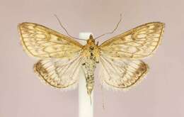 Image of Sitochroa Moth