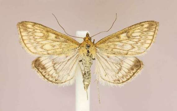 Image of Sitochroa Moth