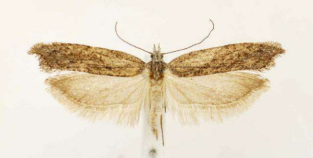 <i>Ypsolopha falciferella</i>的圖片