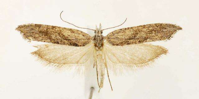 <i>Ypsolopha falciferella</i>的圖片