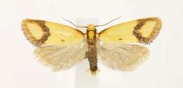 Image of Sulfur knapweed root moth