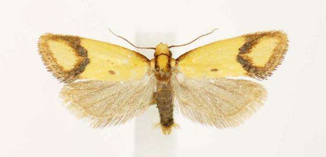 Image of Sulfur knapweed root moth