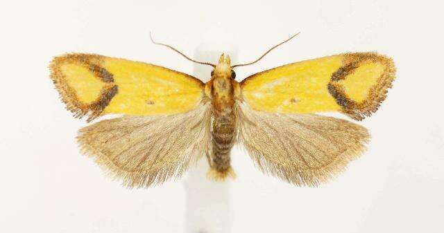 Image of Sulfur knapweed root moth