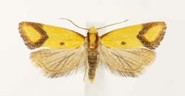 Image of Sulfur knapweed root moth