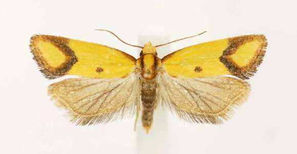 Image of Sulfur knapweed root moth