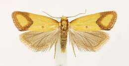 Image of Sulfur knapweed root moth