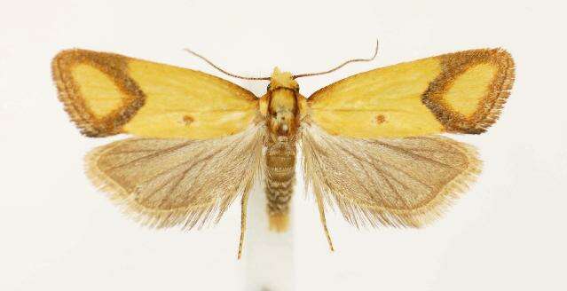 Image of Sulfur knapweed root moth