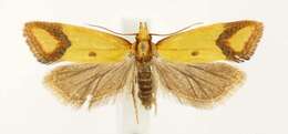 Image of Sulfur knapweed root moth