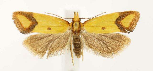 Image of Sulfur knapweed root moth