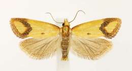 Image of Sulfur knapweed root moth