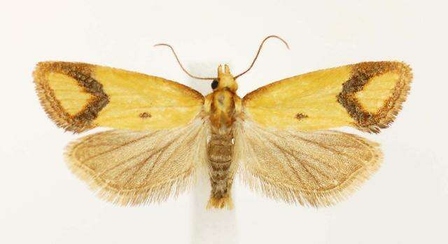 Image of Sulfur knapweed root moth