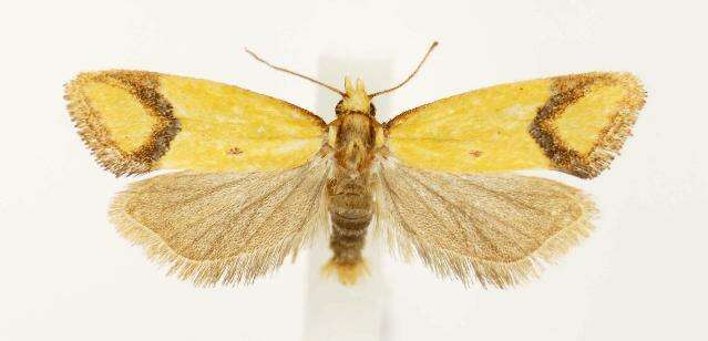 Image of Sulfur knapweed root moth