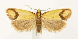 Image of Sulfur knapweed root moth