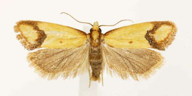 Image of Sulfur knapweed root moth