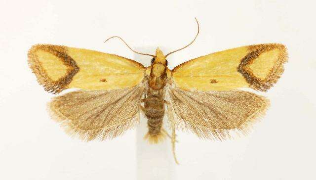 Image of Sulfur knapweed root moth