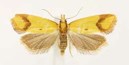 Image of Sulfur knapweed root moth