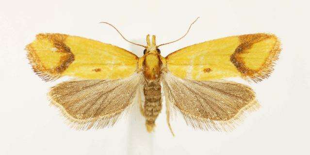 Image of Sulfur knapweed root moth