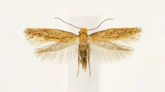 Image of Xystrologa acantha