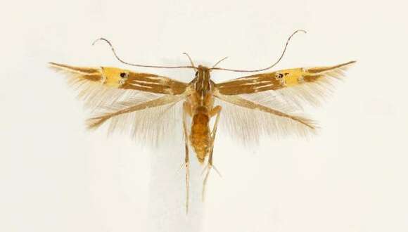 Image of Cosmopterix ebriola Hodges 1962