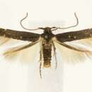 Image of Ithome curvipunctella Walsingham 1892