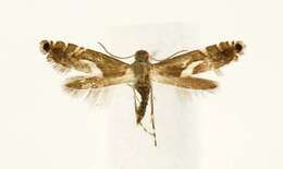 Image of Yellow Nutsedge Moth