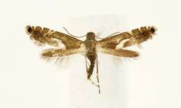 Слика од Diploschizia impigritella Clemens 1862