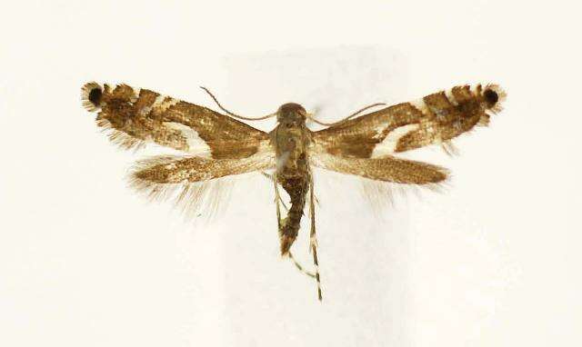 Image of Yellow Nutsedge Moth