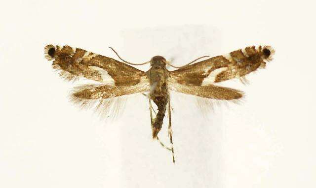 Слика од Diploschizia impigritella Clemens 1862