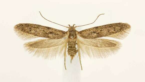 Image of Hypatopa punctiferella