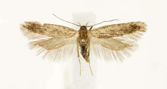 Image de Bryotropha similis Stainton 1854