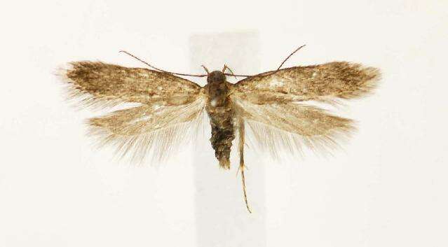 Image de Bryotropha similis Stainton 1854