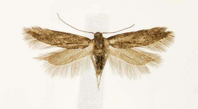 Image de Bryotropha similis Stainton 1854