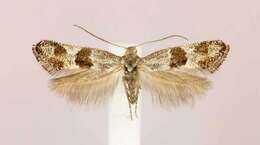 Image of Douglas moths