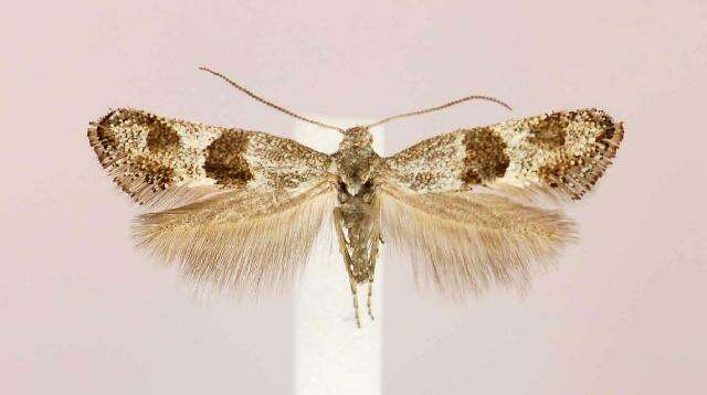 Image of Douglas moths