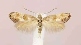 Image of Douglas moths