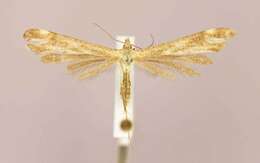 Gillmeria pallidactyla (Haworth 1811) resmi