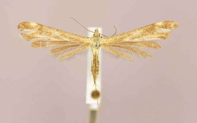 Gillmeria pallidactyla (Haworth 1811) resmi