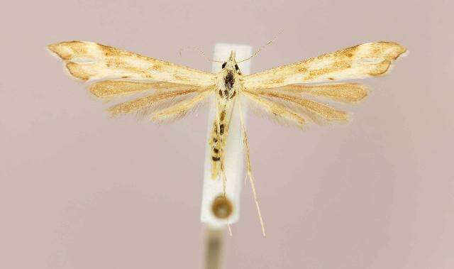 Gillmeria pallidactyla (Haworth 1811) resmi