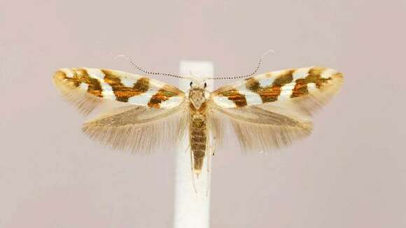 Imagem de Argyresthia goedartella Linnaeus 1758