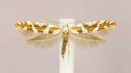 Imagem de Argyresthia goedartella Linnaeus 1758