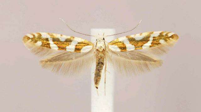 Imagem de Argyresthia goedartella Linnaeus 1758